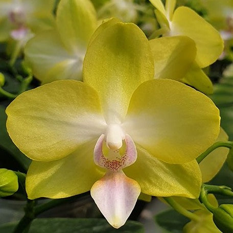 Phalaenopsis Yellow Miracle 2.5"