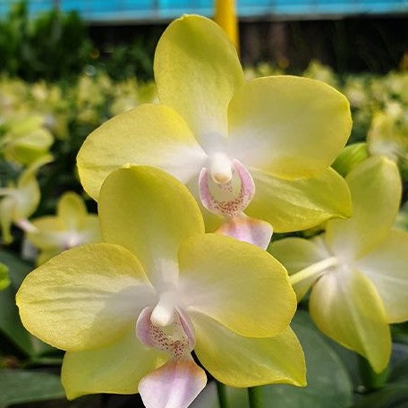 Phalaenopsis Yellow Miracle 2.5"