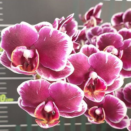 Phalaenopsis (Chiada Gloria × Yu Pin Pearl) 'Splash' 3.0"