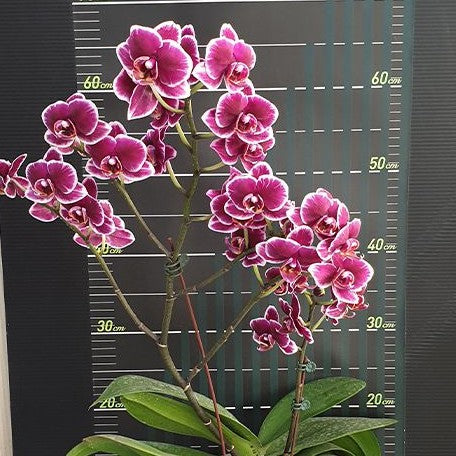 Phalaenopsis (Chiada Gloria × Yu Pin Pearl) 'Splash' 3.0"