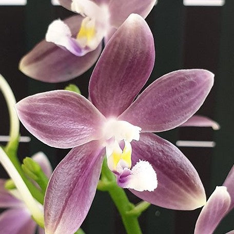 Phalaenopsis speciosa 'Purple Mountain' 2.5"