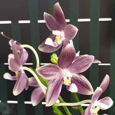 Phalaenopsis speciosa 'Purple Mountain' 2.5"