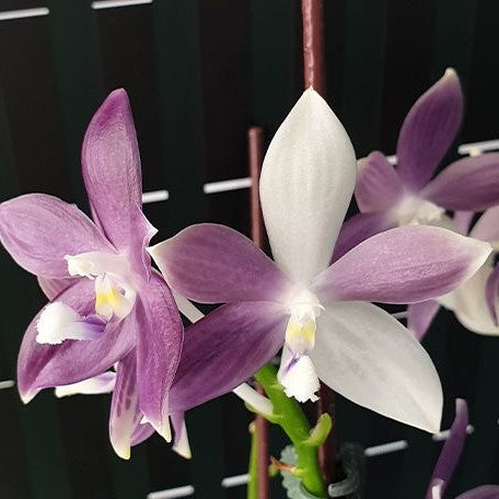 Phalaenopsis speciosa 'Purple Mountain' 2.5"