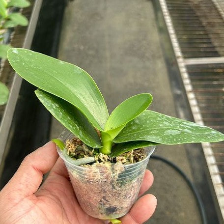 Phalaenopsis Yellow Miracle 2.5"