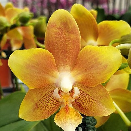 Phalaenopsis KS Fragrance 2.5" Fragrant