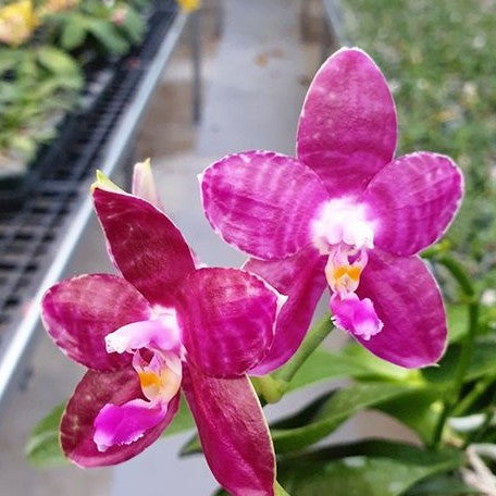 Phalaenopsis Lyndon Mix Zebra '709' 2.5"