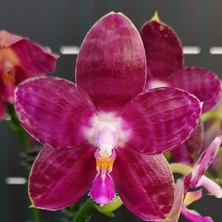 Phalaenopsis Lyndon Mix Zebra '709' 2.5"