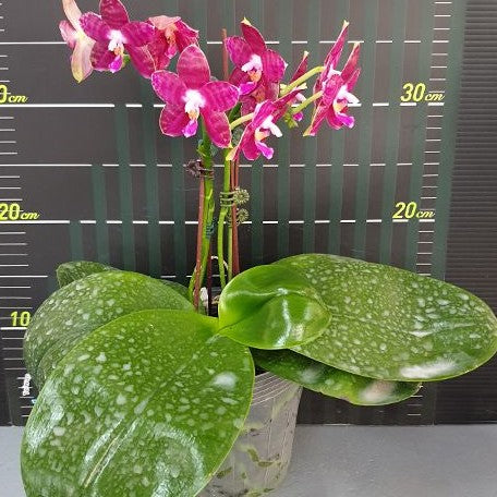 Phalaenopsis Lyndon Mix Zebra '709' 2.5"