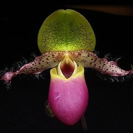 Paphiopedilum moquetteanum × sib 3.0"