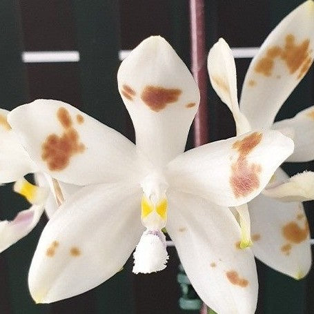 Phalaenopsis speciosa 'Purple Coffee' × sib 2.5" Fragrant