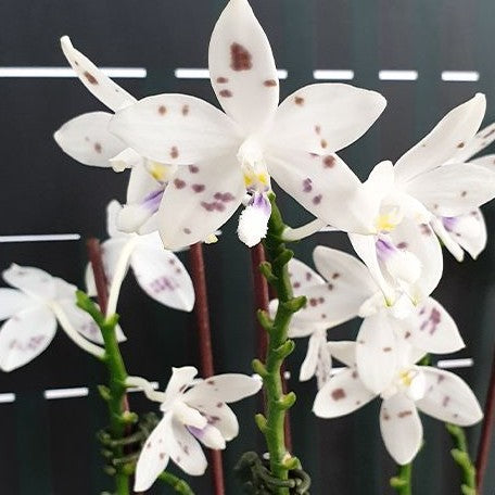Phalaenopsis speciosa 'Purple Coffee' × sib 2.5" Fragrant