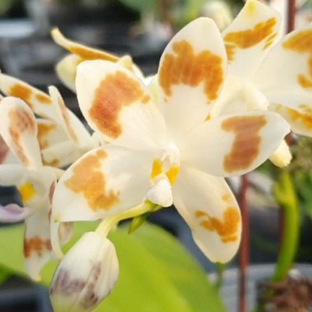 Phalaenopsis speciosa 'Purple Coffee' × sib 2.5" Fragrant