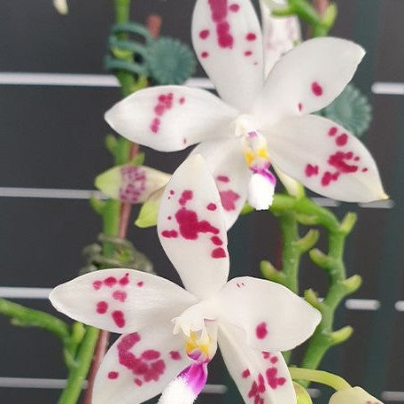 Phalaenopsis speciosa 'Purple Coffee' × sib 2.5" Fragrant