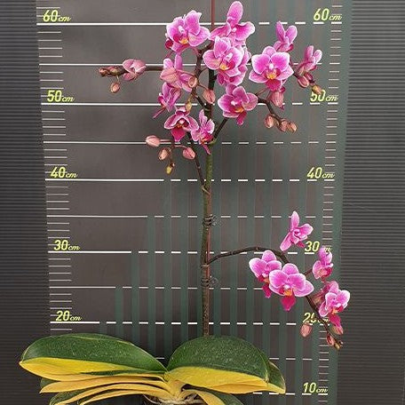 Phalaenopsis Miki Pink Fox (variegata) variegated 2.5"