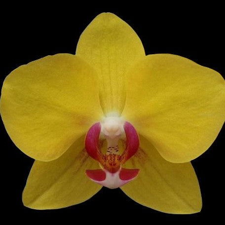 Phalaenopsis OX Yellow Freed 2.5"