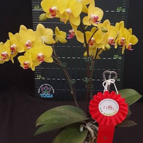 Phalaenopsis OX Yellow Freed 2.5"