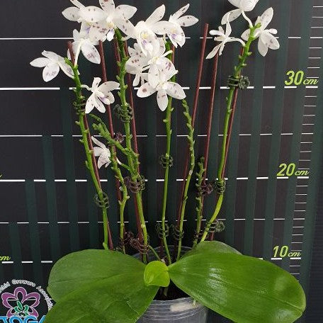 Phalaenopsis speciosa 'Purple Coffee' × sib 2.5" Fragrant