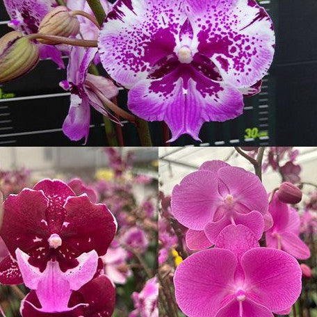 Phalaenopsis Chia Shing Hot Kiss 'Miki' 2.5"