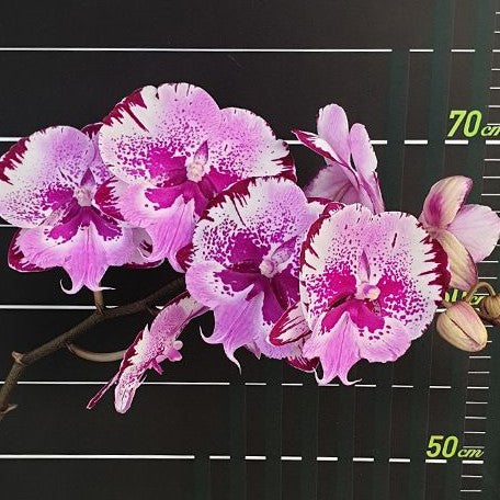 Phalaenopsis Chia Shing Hot Kiss 'Miki' 2.5"