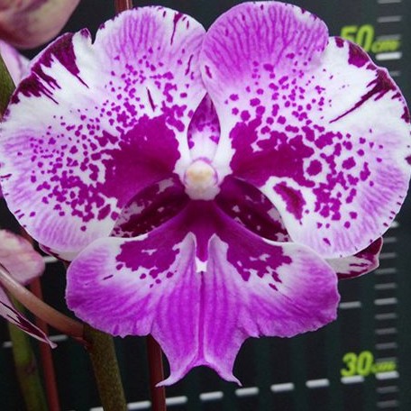 Phalaenopsis Chia Shing Hot Kiss 'Miki' 2.5"