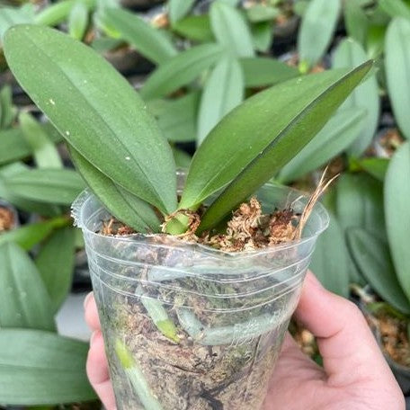 Phalaenopsis Yaphon Green Batman 2.5"