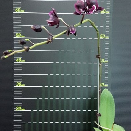 Phalaenopsis Miki Witch '467' 2.5"