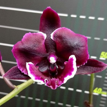 Phalaenopsis Miki Witch '467' 2.5"