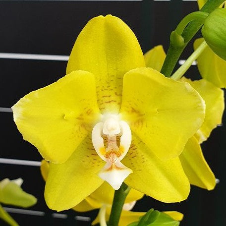 Phalaenopsis Sogo Meili (peloric 2 eyes) 2.5"