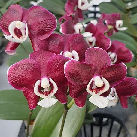 Phalaenopsis Kaoda Twinkle 2.5"