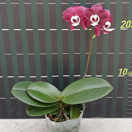 Phalaenopsis Kaoda Twinkle 2.5"