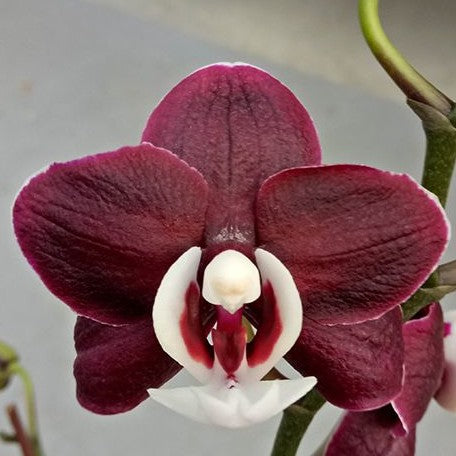 Phalaenopsis Kaoda Twinkle 2.5"