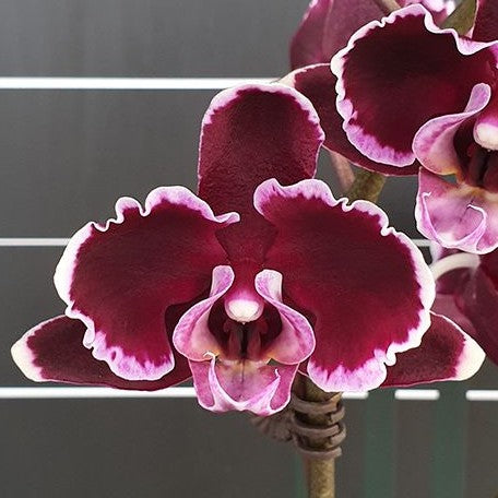 Phalaenopsis Summer Breath (= Sogo Yukidian × Chian Xen Pearl) 2.5"