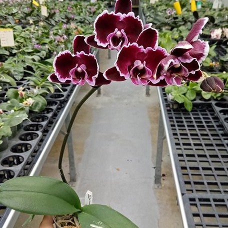 Phalaenopsis Summer Breath (= Sogo Yukidian × Chian Xen Pearl) 2.5"