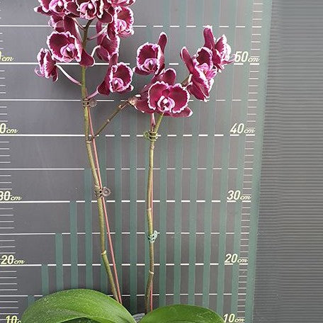 Phalaenopsis Summer Breath (= Sogo Yukidian × Chian Xen Pearl) 2.5"