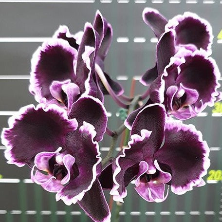 Phalaenopsis Summer Breath (= Sogo Yukidian × Chian Xen Pearl) 2.5"