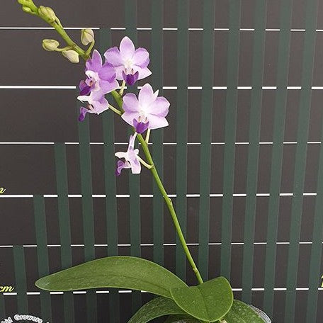 Phalaenopsis Tying Shin Blue Jay 2.5"