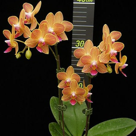 Phalaenopsis Chingruey's Goldstaff 'Fortune' 3.0"