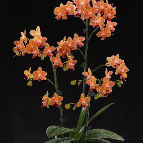 Phalaenopsis Chingruey's Goldstaff 'Fortune' 3.0"