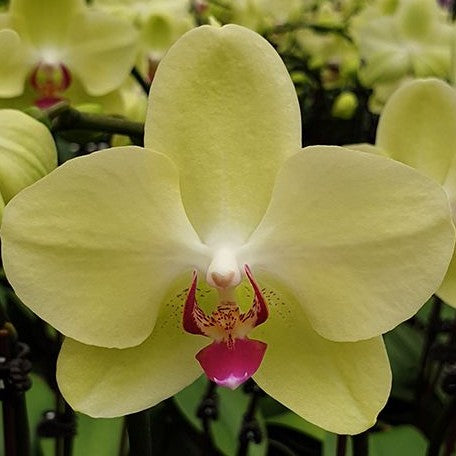 Phalaenopsis Fortune Saltzman (peloric 2 eyes) 2.5"