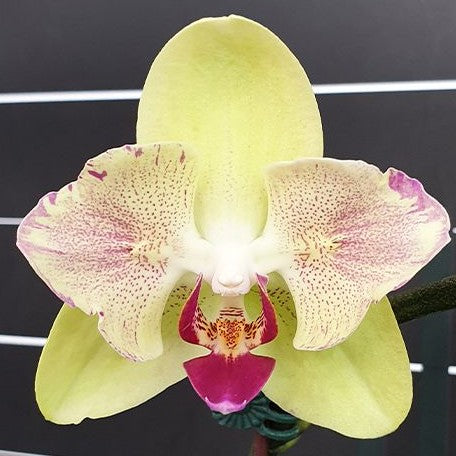 Phalaenopsis Fortune Saltzman (peloric 2 eyes) 2.5"