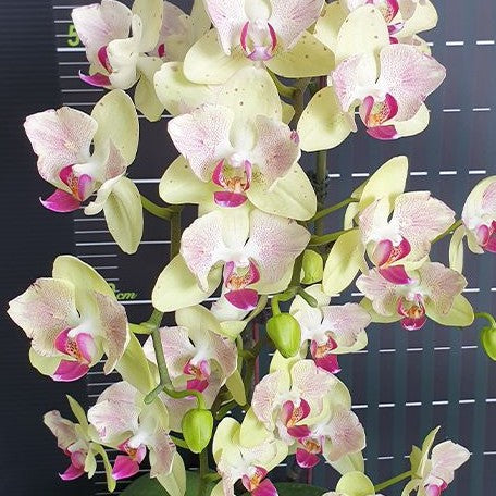 Phalaenopsis Fortune Saltzman (peloric 2 eyes) 2.5"