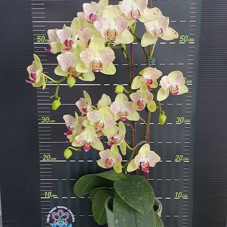 Phalaenopsis Fortune Saltzman (peloric 2 eyes) 2.5"