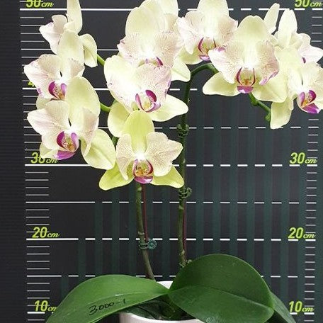 Phalaenopsis Fortune Saltzman (peloric 2 eyes) 2.5"