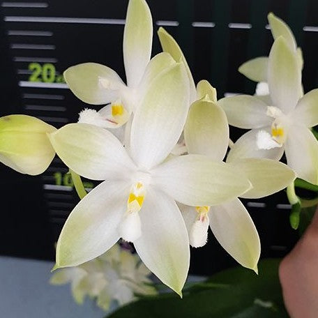 Phalaenopsis tetraspis 'Wisp' 2.5"