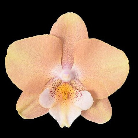 Phalaenopsis Younghome Walle '06139' 2.5"