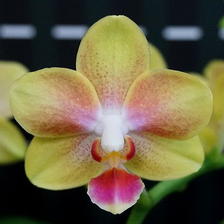 Phalaenopsis Miki Golden Sand 'Baby MXS02' 2.5" Fragrant