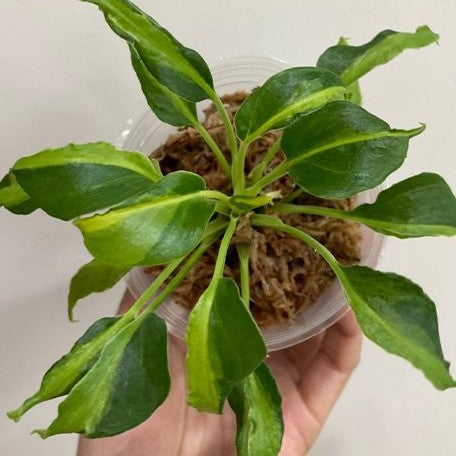 Philodendron Xanadu Dwarf Variegated variegated 2.5"