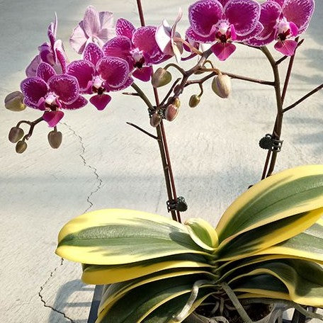 Phalaenopsis Chia E Yenlin (variegata) variegated 2.5"