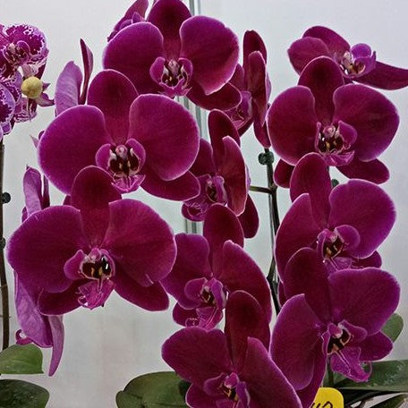 Phalaenopsis OX Black Face '1647' 2.5"