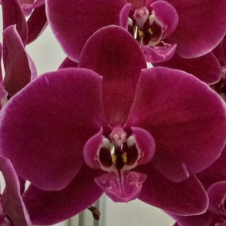 Phalaenopsis OX Black Face '1647' 2.5"